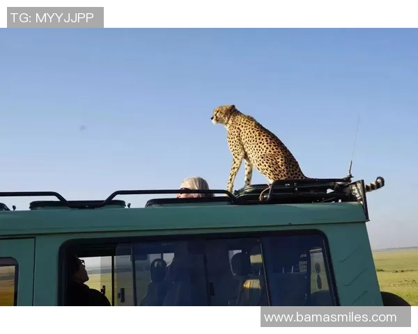 成都极限运动队包夹打法深度解析与战术应用探讨 成都极限运动队包夹打法深度解析与战术应用探讨